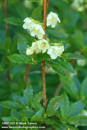 White Rhododendron blossoms & foliage