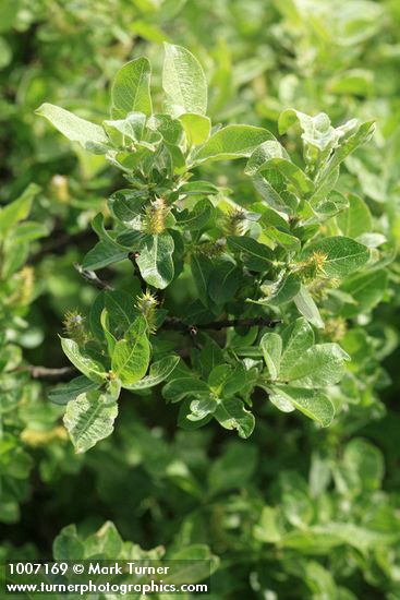 Grayleaf Willow (female)