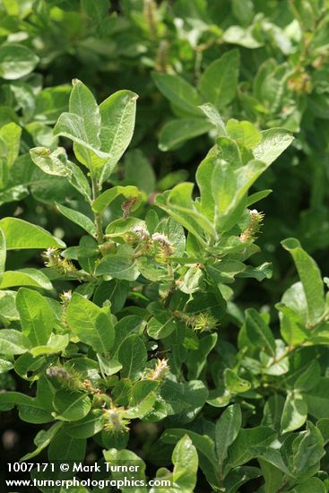 Grayleaf Willow (female)
