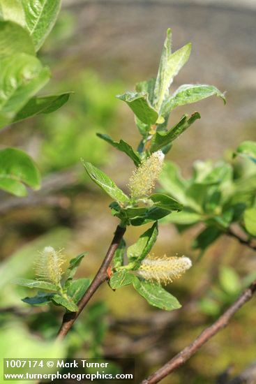 Grayleaf Willow (male) foliage & aments