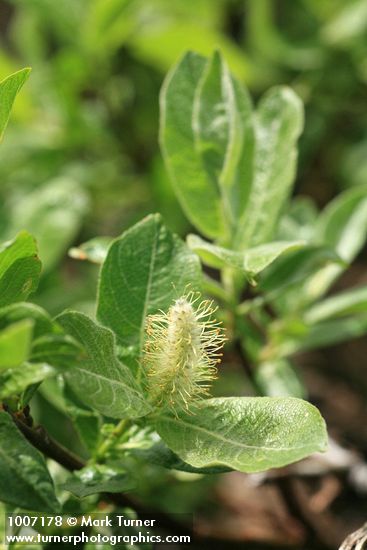 Grayleaf Willow (male) foliage & ament detail