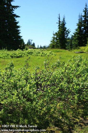 Grayleaf Willow in sedge meadow