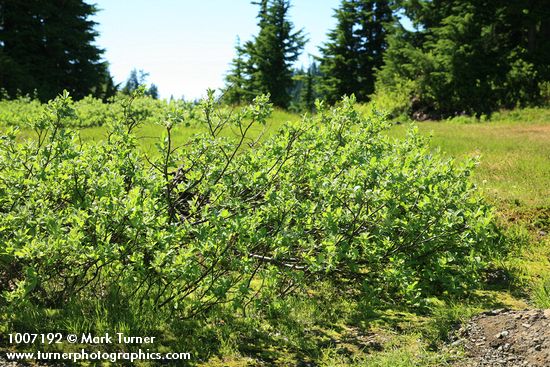 Grayleaf Willow in sedge meadow
