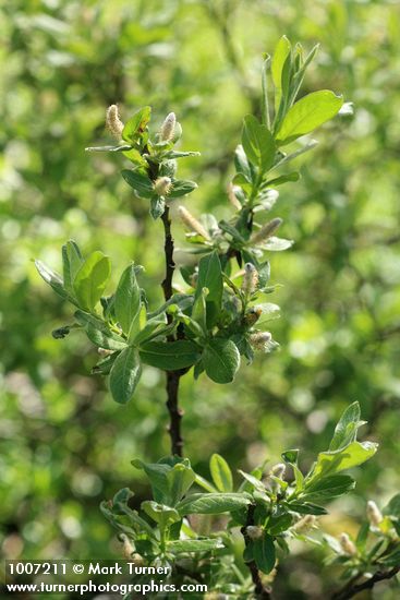 Barclay's Willow (male) aments & foliage