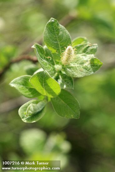 Barclay's Willow (male) ament & foliage