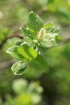 Barclay's Willow (male) ament & foliage