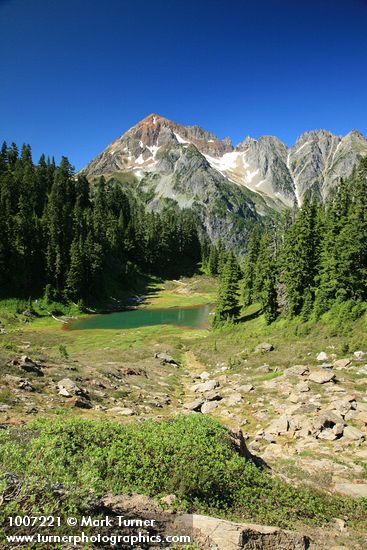 Mountain Hemlocks, Subalpine Firs by small tarn w/ Arctic Willow fgnd, Mt. Larrabee bkgnd