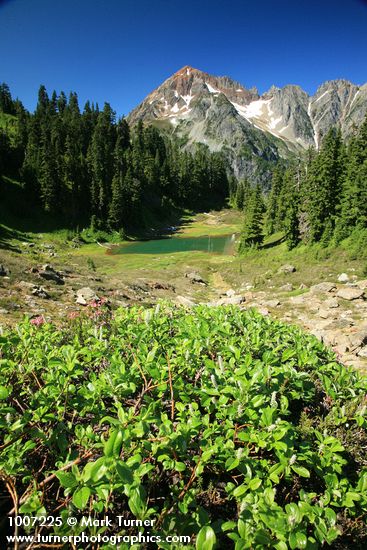 Mountain Hemlocks, Subalpine Firs by small tarn w/ Arctic Willow fgnd, Mt. Larrabee bkgnd
