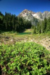 Mountain Hemlocks, Subalpine Firs by small tarn w/ Arctic Willow fgnd, Mt. Larrabee bkgnd
