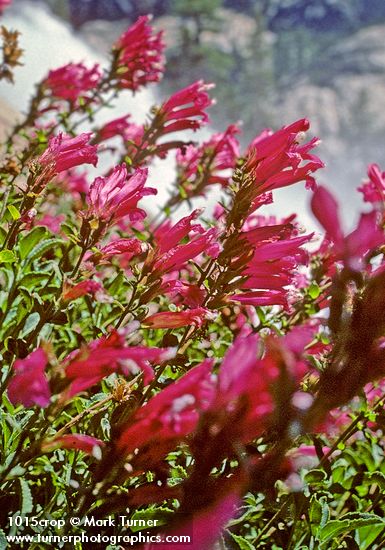 Mountain Pride with falls of Tuolumne R bkgnd