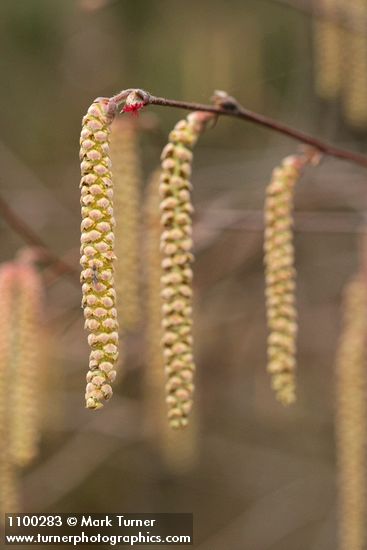 California Hazelnut male catkin & female blossom detail