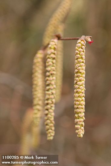 California Hazelnut male catkins & female blossom detail