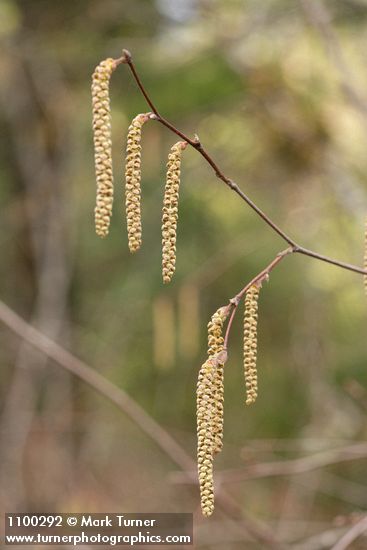California Hazelnut branch w/ male catkins