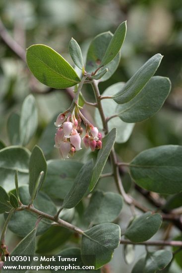 Sticky Whiteleaf Manzanita blossoms & foliage
