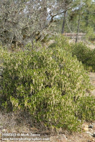 Dwarf Silktassel (male)