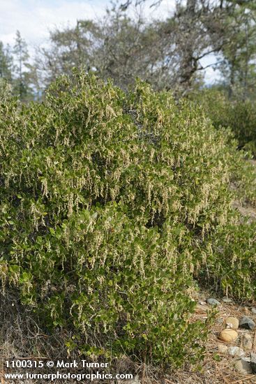 Dwarf Silktassel (male)