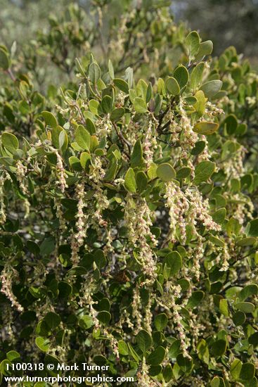 Dwarf Silktassel (male) blossoms & foliage