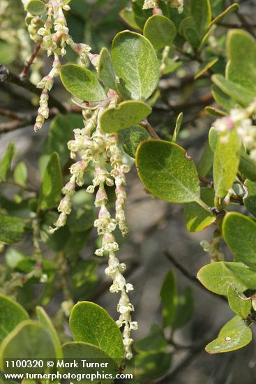 Dwarf Silktassel (male) blossoms & foliage detail
