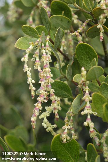 Dwarf Silktassel (male) blossoms & foliage detail