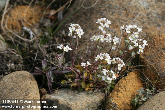 Sisikiyou Pennycress