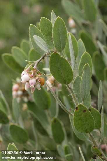 Del Norte Manzanita blossoms & foliage detail