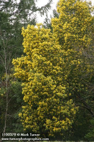 Silver Wattle