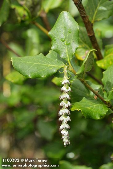 Coast Silktassel (female) blossoms & foliage detail