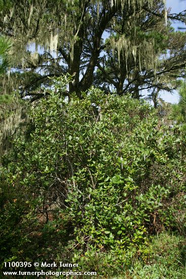 Coast Silktassel (female) under Shore Pine draped w/ lichens