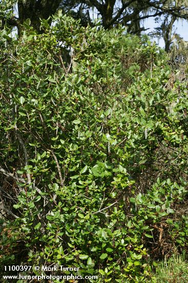 Coast Silktassel (female)