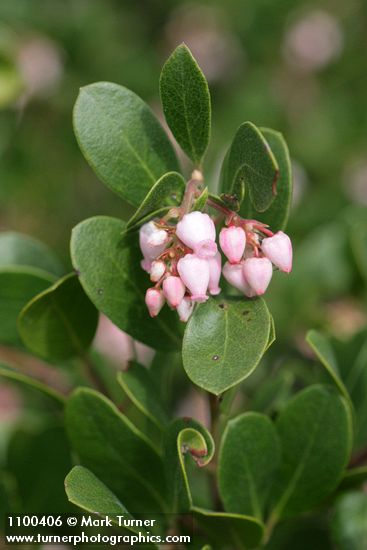 Hybrid Manzanita blossoms & foliage detail