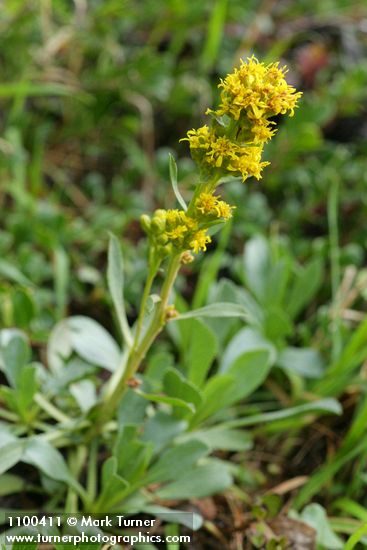 Mt. Albert goldenrod