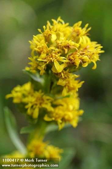 Mt. Albert goldenrod blossoms detail