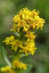 Mt. Albert goldenrod blossoms detail