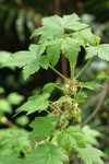 Trailing Black Currant blossoms & foliage