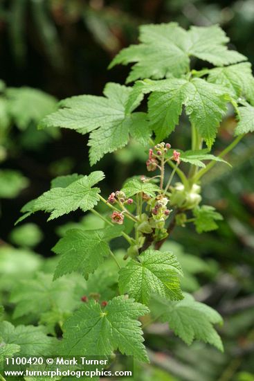 Trailing Black Currant blossoms & foliage