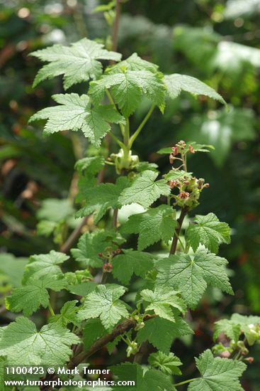 Trailing Black Currant blossoms & foliage
