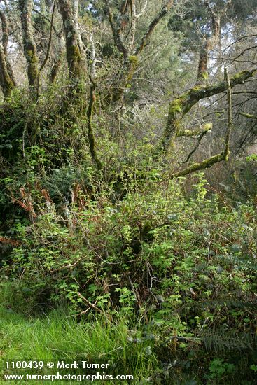Trailing Black Currant at base of Red Alder