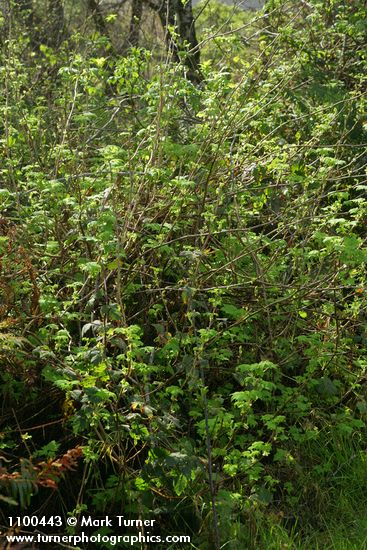 Trailing Black Currant