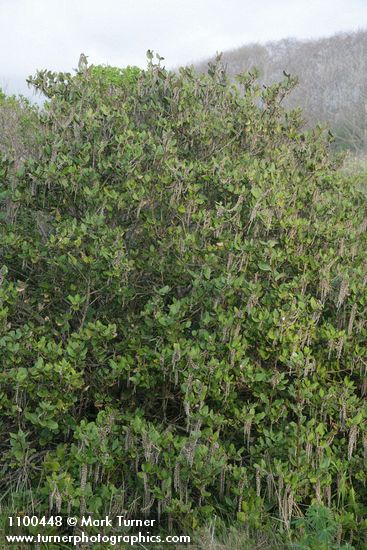 Coast Silktassel (male)