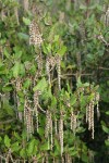 Coast Silktassel male catkins & foliage