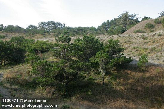 Shore Pine on dunes