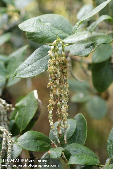 Coast Silktassel foliage & male catkins detail
