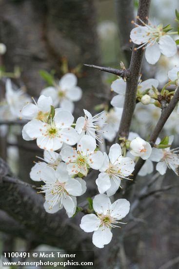 Klamath (Sierra) Plum blossoms