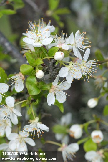 Klamath (Sierra) Plum blossoms & emerging foliage