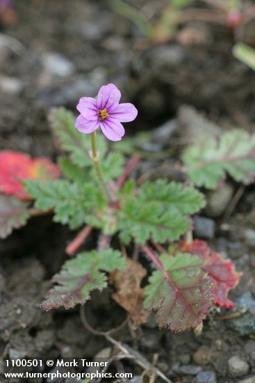 Redstem Storksbill