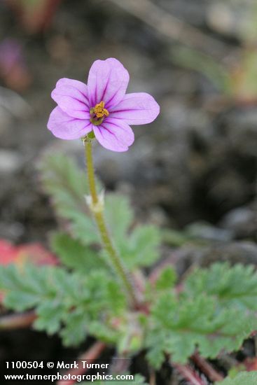 Redstem Storksbill blossom
