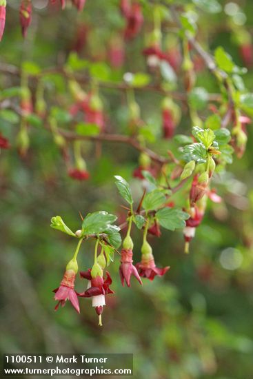 Sierra Gooseberry blossoms & foliage