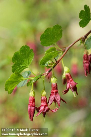 Sierra Gooseberry blossoms & foliage