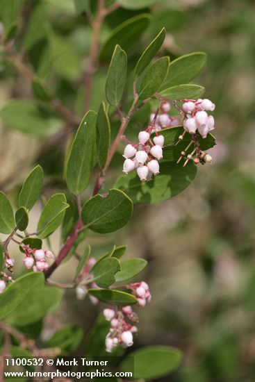 Green Manzanita blossoms & foliage