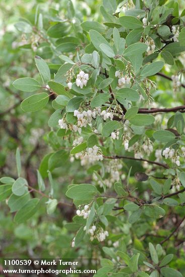 Whiteleaf Manzanita blossoms & foliage